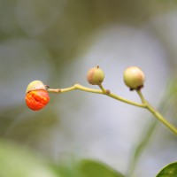 /album/macro/frida-dumont-img-5648-jpg/